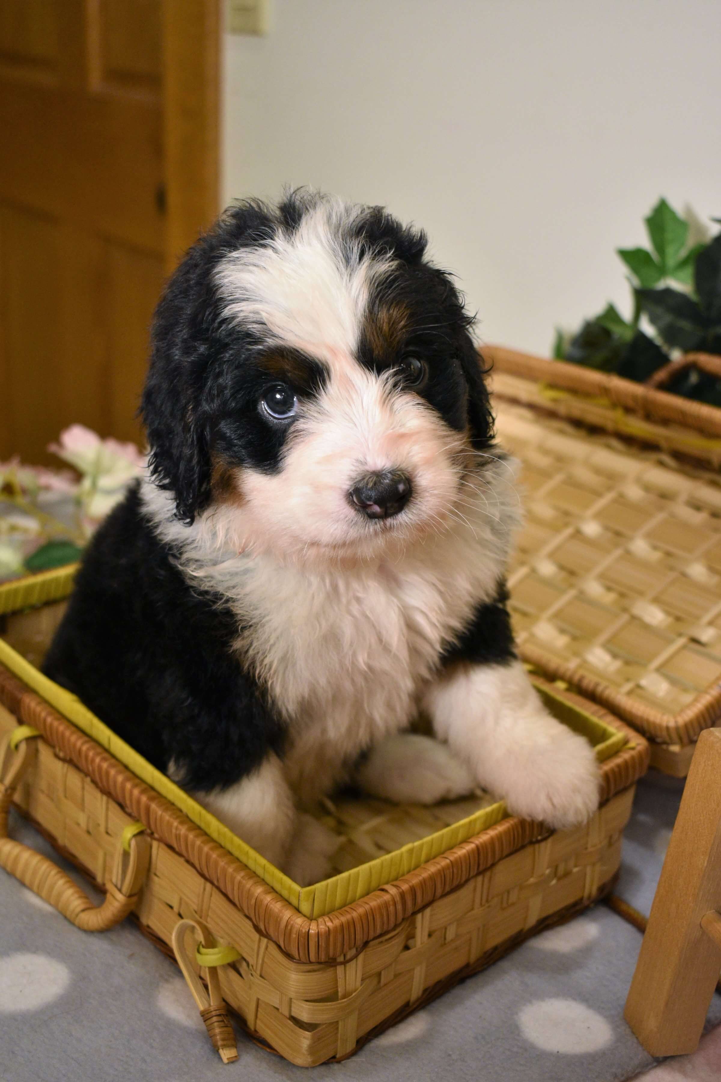 best mini bernedoodle breeders